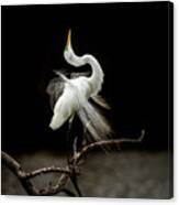 Great White Egret Feathers Iii Canvas Print