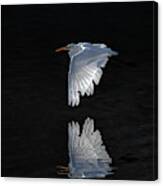 Great White Egret In Flight Canvas Print