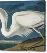 Great White Heron By Audubon Canvas Print