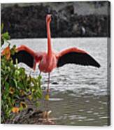 Greater Flamingo Or American Flamingo - Galapagos Canvas Print