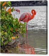 Greater Flamingo With Gracefully Curved Neck Canvas Print