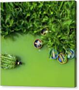 Green And Green Coconut Canvas Print