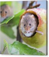 Green Apple Mouse Canvas Print