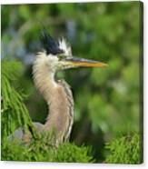 Green Blue Heron In The Cypress Trees. Canvas Print