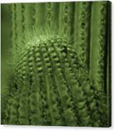 Green Cactus Canvas Print