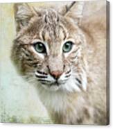 Green Eyed Bobcat Canvas Print