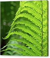 Green Fern And Summer Dream In The Forest Canvas Print