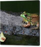 Green Frog On The Rock Canvas Print