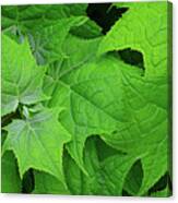Green Maple Leaves Canvas Print
