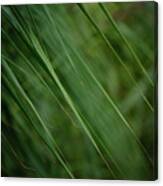 Green Of Summer Leaves Canvas Print