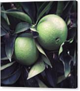 Green Oranges Canvas Print
