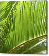 Green Palm Fern And Mediterranean Sunlight Canvas Print