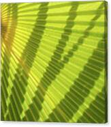 Green Palm Leaf And Shadows 1 Canvas Print