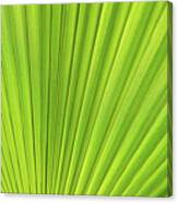 Green Palm Leaf And Mediterranean Sunlight Canvas Print
