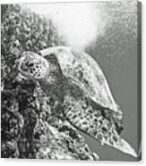 Green Sea Turtle Swimming In Hawaii Canvas Print