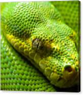 Green Tree Python Canvas Print