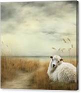 Greenlandic Sheep3 Canvas Print