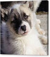 Greenlandic Sled Dog Puppy Canvas Print