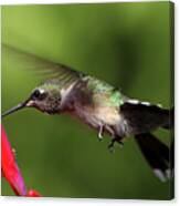 Greensboro Ga Hummingbird Eyelashes Male Hummingbird Wildlife Art Canvas Print