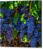 Juicy Cluster Of Grenache Grapes Canvas Print