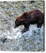 Grizzly 20a Canvas Print