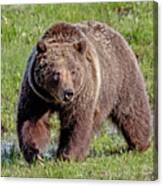 Grizzly 399 Canvas Print