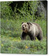 Grizzly 793 - Blondie Canvas Print