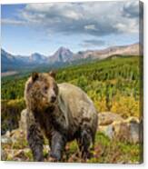 Grizzly Bear In Glacier National Park Canvas Print