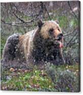 Grizzly Catching Snowflakes Canvas Print