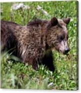 Grizzly Cub Canvas Print