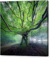 Guardian Of The Forest Canvas Print
