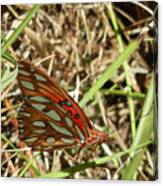 Gulf Fritillary Butterfly Canvas Print
