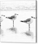 Gull Reflections Canvas Print