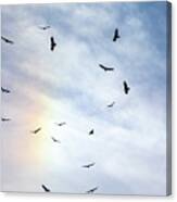 Gulls In The Rainbow Canvas Print