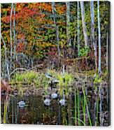 Hamilton Ma Bradley Palmer State Park Ducks Autumn Fall Canvas Print