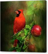 Handsome Cardinal Canvas Print