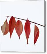 Hanging On For Dear Life -  Red Leaves Clutching Branch After First Snowfall Canvas Print