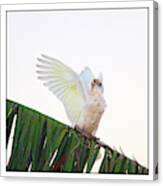 Happy Corella 2 Canvas Print