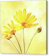 Happy Yellow Daisies Canvas Print