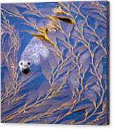 Harbor Seal In Kelp #1 Canvas Print