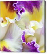 Harlequin Cattleya Orchid Canvas Print