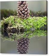 Harvest Mouse On A Pine Cone Canvas Print