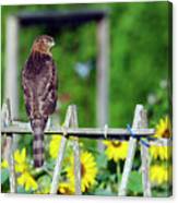 Hawk And Sunflowers Canvas Print