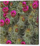 Hedgehog Cactus Blossoms Canvas Print