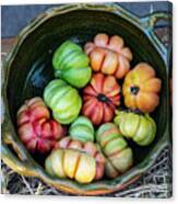 Heirloom Tomatoes Canvas Print