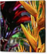 Heliconia Canvas Print