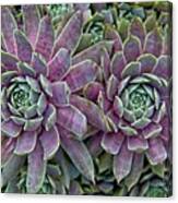 Hen And Chicks Canvas Print