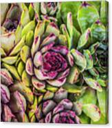 Hens And Chicks Canvas Print