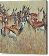 Herd Of Springbok Canvas Print