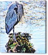 Heron Fishing At Low Tide Watercolor Canvas Print